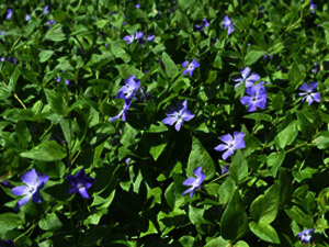 Vivers Càrex - Vinca major 